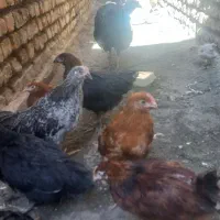 تعد۹عددجوجه مرغ طاقچه