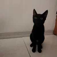 واگذاری گربه