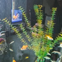 گلدفیش اوراندا و اپاچی کوی پلاتینیوم باله بلند|ماهی|تهران, توحید|دیوار