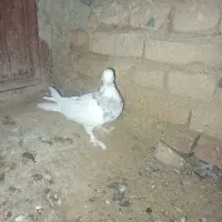 نر طوق هفت رنگ|پرنده|بیرجند, |دیوار