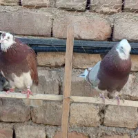 کفتره کفتر بازی زحمت کشیده خال و پرش...|پرنده|ساوه, |دیوار