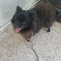 واگذاری حیوان خانگی