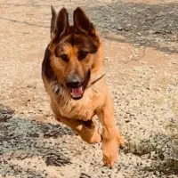 سگ ژرمن شپرد