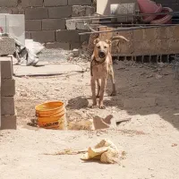 سگ نگهبان