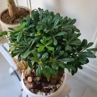 انواع گل ها|گل و گیاه طبیعی|مشهد, هنرستان|دیوار