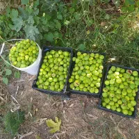 انجیر