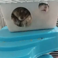 همستر به تعداد|موش و خرگوش|اندیشه, اندیشه فاز ۱|دیوار