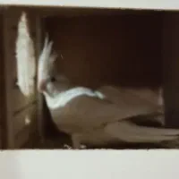 یک جفت عروس هلندی مولد