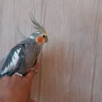 عروس هلندی سخنگو