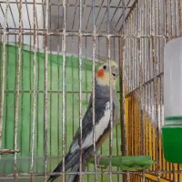 عروس هلندی سیامون نر