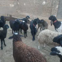 بره وبزغاله یجایی۲۵ تا