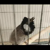 اسباب بازی مجسمه پرنده|اسباببازی|تویسرکان, |دیوار