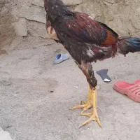 ۶ماهه