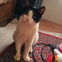 بچه گربه ی سالم|گربه|سنندج, |دیوار