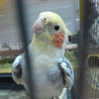 عروس هلندی لوتینیو