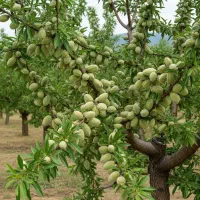 موجودی پایانی، فرصت طلایی برای خرید نهال بادام|گل و گیاه طبیعی|شهرکرد, |دیوار