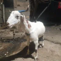 بز جوان|حیوانات مزرعه|پاکدشت, پاکدشت (مامازند)|دیوار