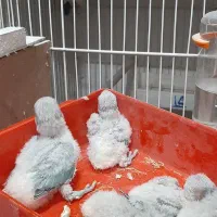 جوجه سرلاکی عروس و کوتوله برزیلی|پرنده|لامرد, |دیوار