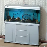 آکواریوم شرکتی