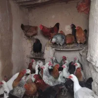 مرغ تخمگذار محلی|حیوانات مزرعه|شیروان (خراسان), |دیوار