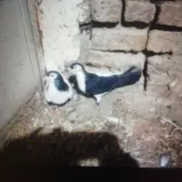 کبوتر رنگه جفتگاه پرشی|پرنده|چناران, |دیوار