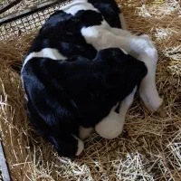 گوساله نر|حیوانات مزرعه|بلبان آباد, |دیوار