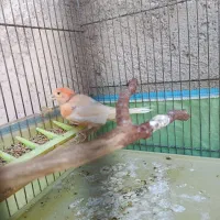 قناری ماده|پرنده|فیروزآباد (فارس), |دیوار