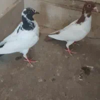 فروش کبوتر