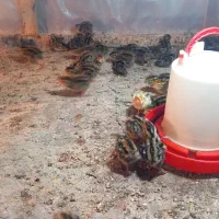 جوجه بلدرچین|پرنده|نیمروز, |دیوار