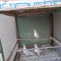 کبوتر پرشی|پرنده|اصفهان, اندوان|دیوار