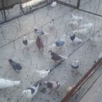 کبوتر دونه ای 150