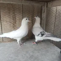 ساده افغانی|پرنده|مشهد, هفده شهریور|دیوار