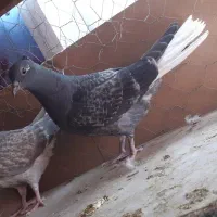 کفتر هفت رنگ دوم سفید