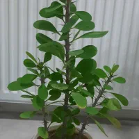 گل طبیعی