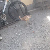 جوجه بقلمون محلی