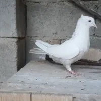 کبوتر .ماده دمبی و تافته ای درشت .فسا