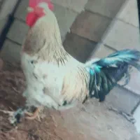 خروس پا پری|حیوانات مزرعه|لاهیجان, لیالستان|دیوار