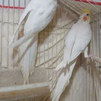 عروس هلندی سخنگو