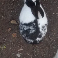 خرگوش ماده|موش و خرگوش|نیشابور, شهید بهشتی|دیوار