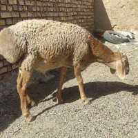 بره قوچی|حیوانات مزرعه|تربت جام, شیخ احمد جامی|دیوار