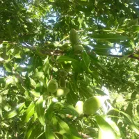 فروش فوری وزیرقیمت باغچه به متراژ هزاروصدمتر|فروش زمین و ملک کلنگی|انزل, |دیوار