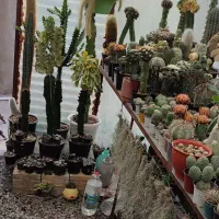 گل و کاکتوس کلکسیونی