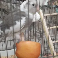 فروش عروس هلندی|پرنده|نقده, |دیوار