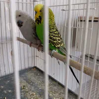 مرغ عشق/فنچ/عروس/کوتوله/الماسی|پرنده|زاهدان, |دیوار