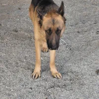 توله سگ ژرمن شپرد|سگ|رباط‌کریم, منجیل آباد|دیوار