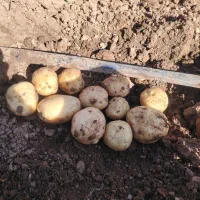 سیب زمینی بذری سانته