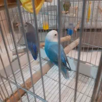 طوطی برزیلی|پرنده|پردیس, فاز ۳|دیوار