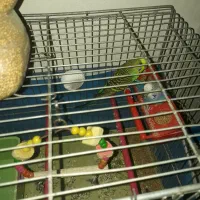 دو عدد مرغ عشق نر و ماده با دو تخم