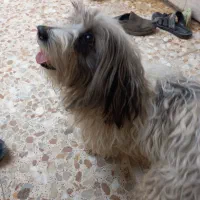 واگذاری سگ|سگ|آبادان, |دیوار