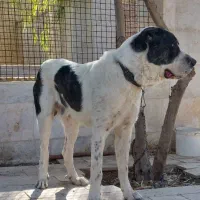 نر الابای روسی ۱۴ ماه قد بلند وزن بالای ۸۰